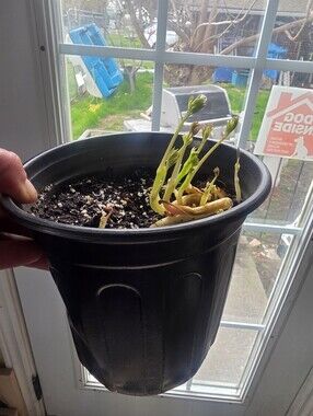 Pot Of Pink Bleeding Heart Flowers